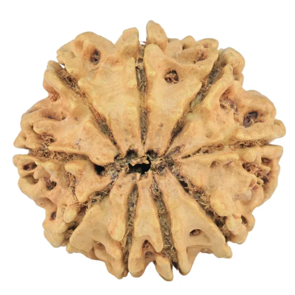 9 Mukhi Rudraksha 26.3mm 3.77gm - Rudraksha back