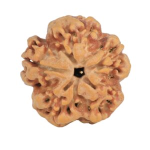 1MK(Underdeveloped) 23.1mm 4.14gm - Rudraksha back