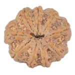 9 Mukhi Rudraksha 25.2mm 5.15gm - Rudraksha back