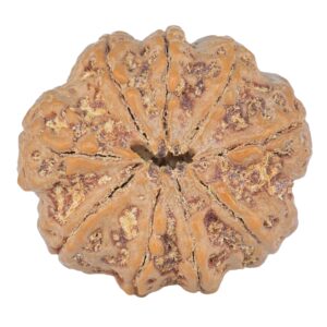 9 Mukhi Rudraksha 25.2mm 5.15gm - Rudraksha back