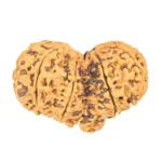 9 MK Gaurishankar 39.6mm 5.65gm - Rudraksha back