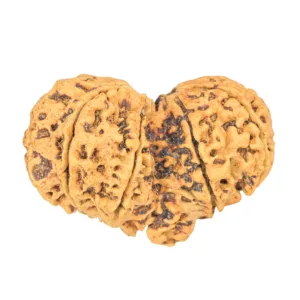 9 MK Gaurishankar 39.6mm 5.65gm - Rudraksha back