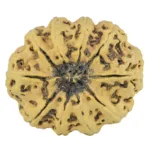10 Mukhi Rudraksha 34.1mm 6.4gm - Rudraksha back