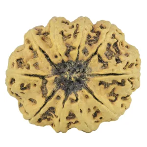 10 Mukhi Rudraksha 34.1mm 6.4gm - Rudraksha back