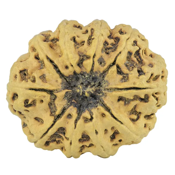 10 Mukhi Rudraksha 34.1mm 6.4gm - Rudraksha back