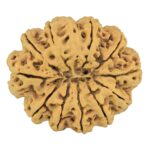 11 Mukhi Rudraksha 35mm 8gm - Rudraksha back