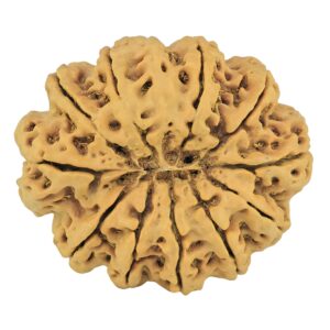 11 Mukhi Rudraksha 35mm 8gm - Rudraksha back
