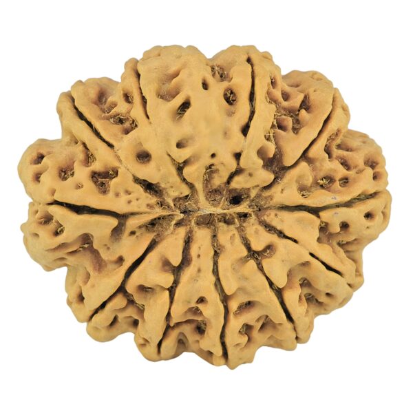 11 Mukhi Rudraksha 35mm 8gm - Rudraksha back