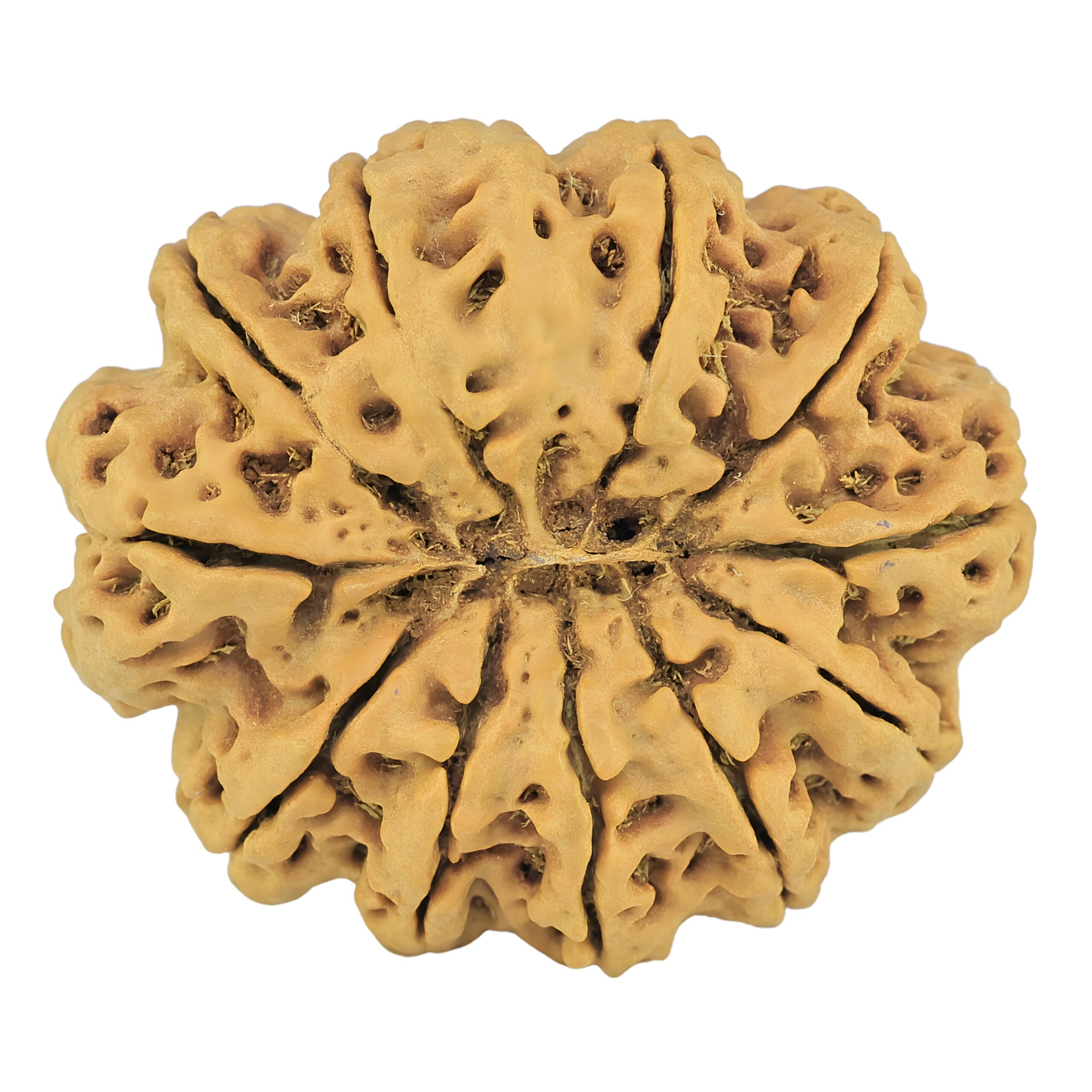 11 Mukhi Rudraksha 35mm 8gm - Rudraksha back
