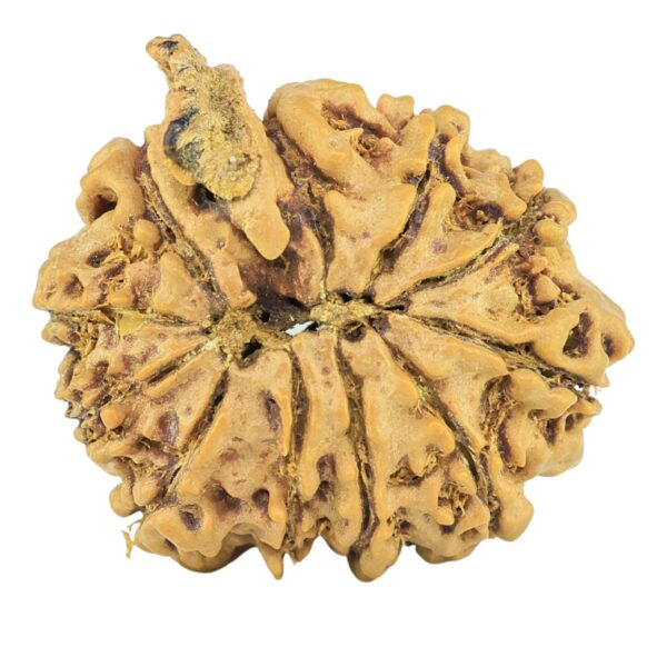 11 Mukhi Ganesh 22.4mm 2.49gm - Rudraksha back