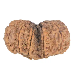 12 MK Gaurishankar 38.6mm 9.7gm - Rudraksha back