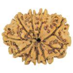 10 Mukhi Rudraksha 29mm 4.9gm - Rudraksha back