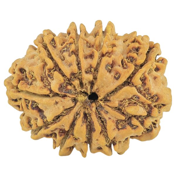10 Mukhi Rudraksha 29mm 4.9gm - Rudraksha back