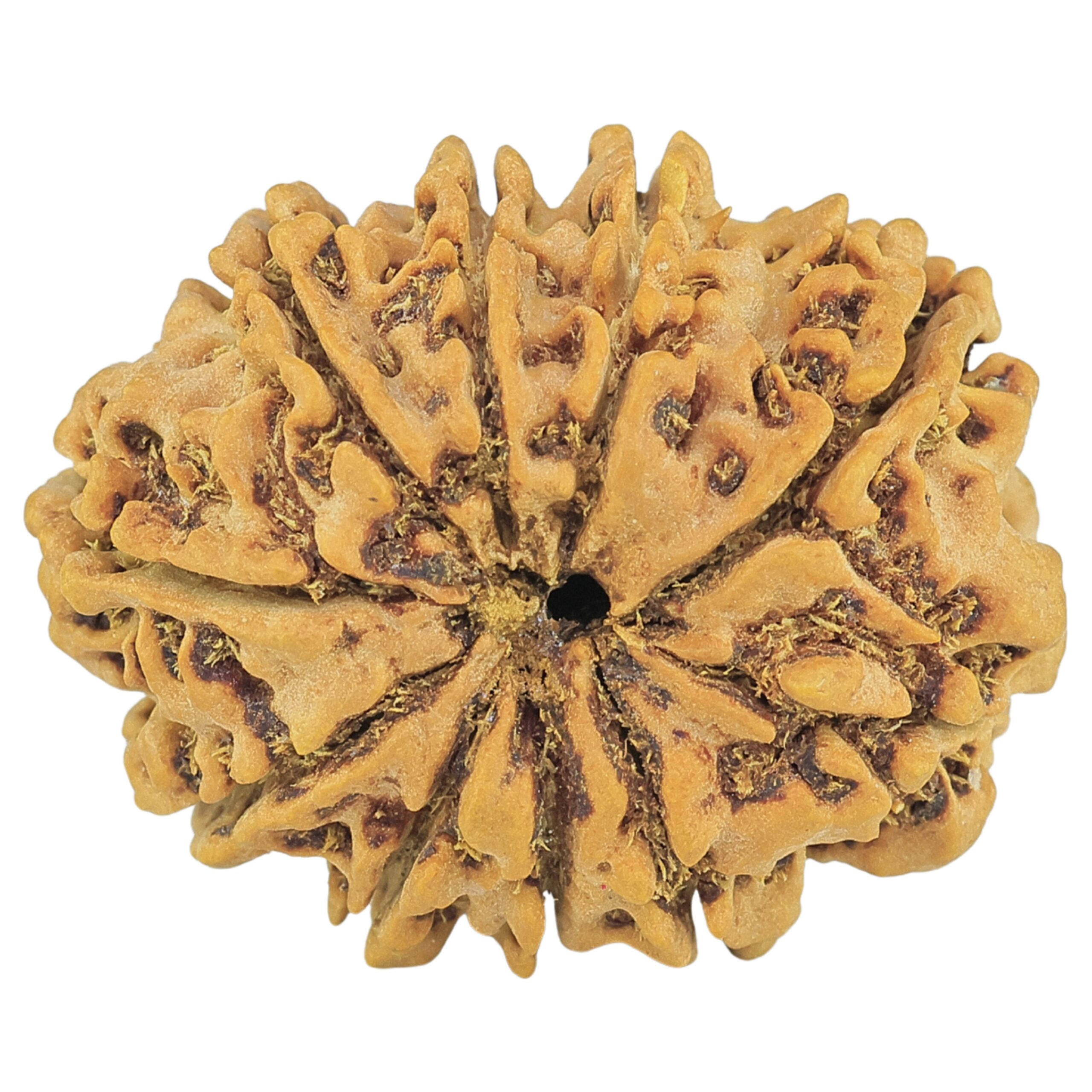 10 Mukhi Rudraksha 29mm 4.9gm - Rudraksha back