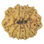 10 Mukhi Rudraksha 27.9mm 5.16gm - Rudraksha back