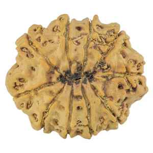 10 Mukhi Rudraksha 27.9mm 5.16gm - Rudraksha back