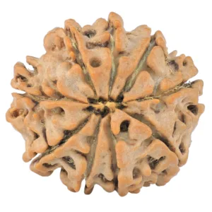 9 Mukhi Rudraksha 24.1mm 4.29gm - Rudraksha back