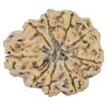 9 Mukhi Rudraksha 33mm 7.5gm - Rudraksha back