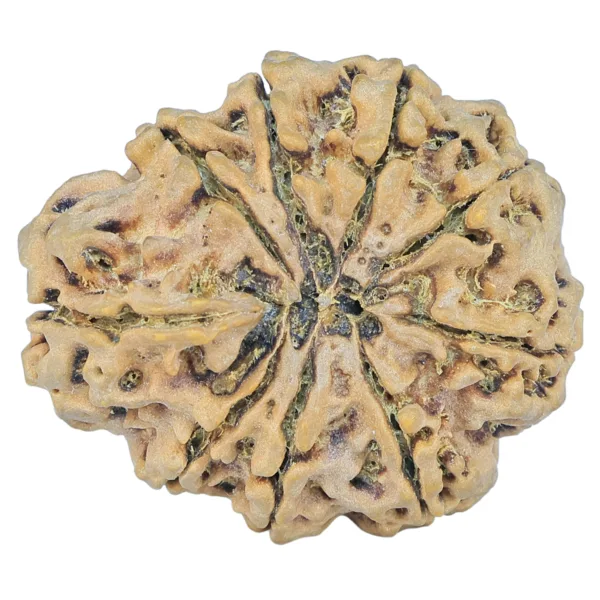 9 Mukhi Rudraksha 33mm 7.5gm - Rudraksha back