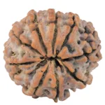 9 Mukhi Rudraksha 25.7mm 5.56gm - Rudraksha back