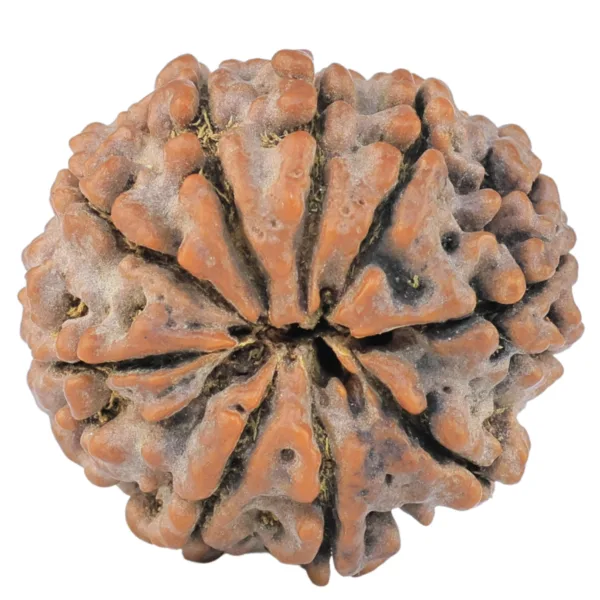9 Mukhi Rudraksha 25.7mm 5.56gm - Rudraksha back