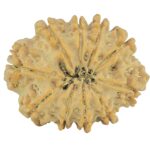 10 Mukhi Rudraksha 25mm 3.28gm - Rudraksha back