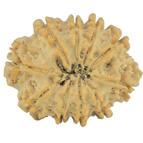 10 Mukhi Rudraksha 25mm 3.28gm - Rudraksha back