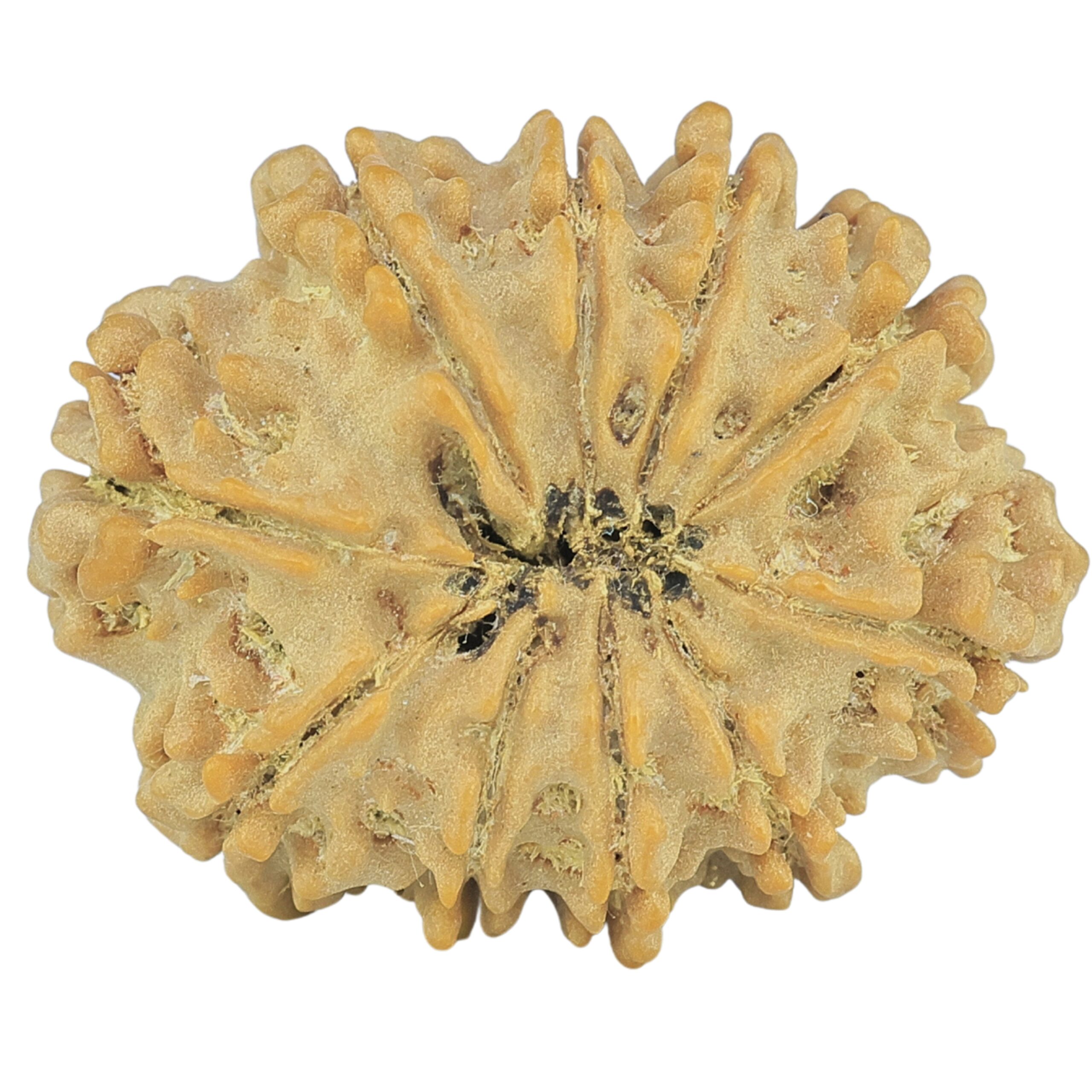 10 Mukhi Rudraksha 25mm 3.28gm - Rudraksha back