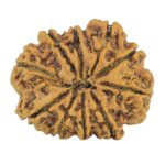 10 Mukhi Rudraksha 28.7mm 5gm - Rudraksha back