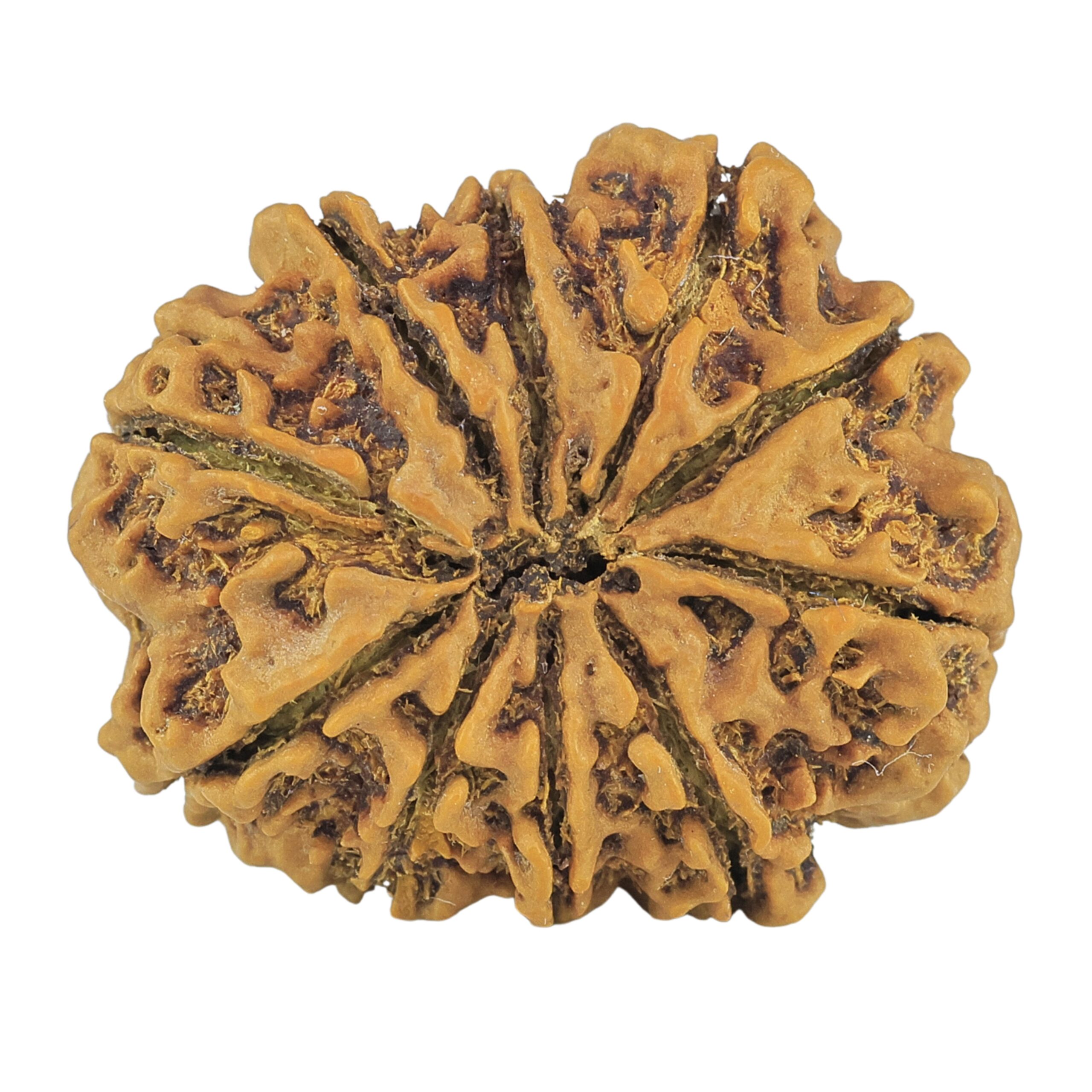 10 Mukhi Rudraksha 28.7mm 5gm - Rudraksha back
