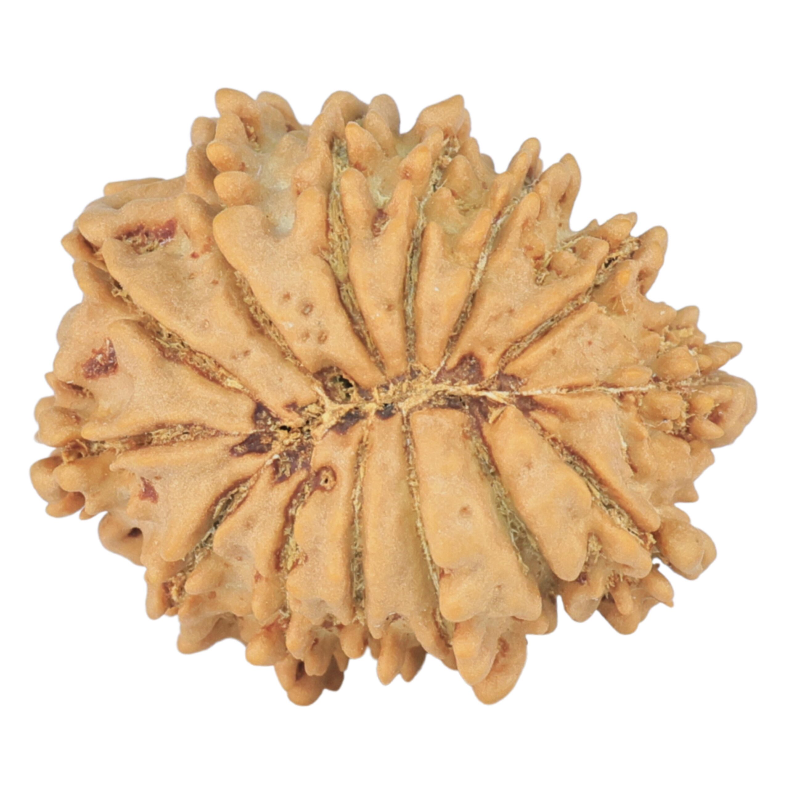 14 Mukhi Rudraksha 21.5mm 2.21gm - Rudraksha back