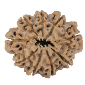 9 Mukhi Rudraksha 25.9mm 4gm - Rudraksha back