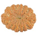 14 Mukhi Rudraksha 33.6mm 8.21gm - Rudraksha back