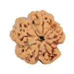 1MK(Underdeveloped) 24.2mm 4.51gm - Rudraksha back