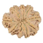 9 Mukhi Rudraksha 27.1mm 5.24gm - Rudraksha back