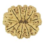 11 Mukhi Rudraksha 35mm 7.32gm - Rudraksha back