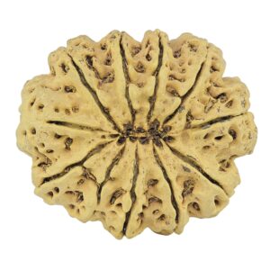11 Mukhi Rudraksha 35mm 7.32gm - Rudraksha back