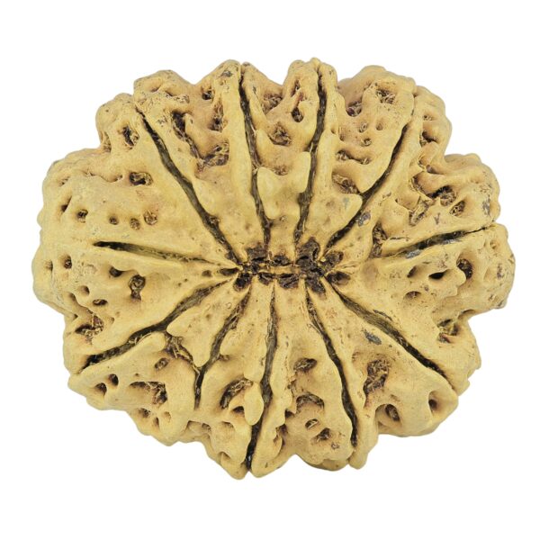 11 Mukhi Rudraksha 35mm 7.32gm - Rudraksha back