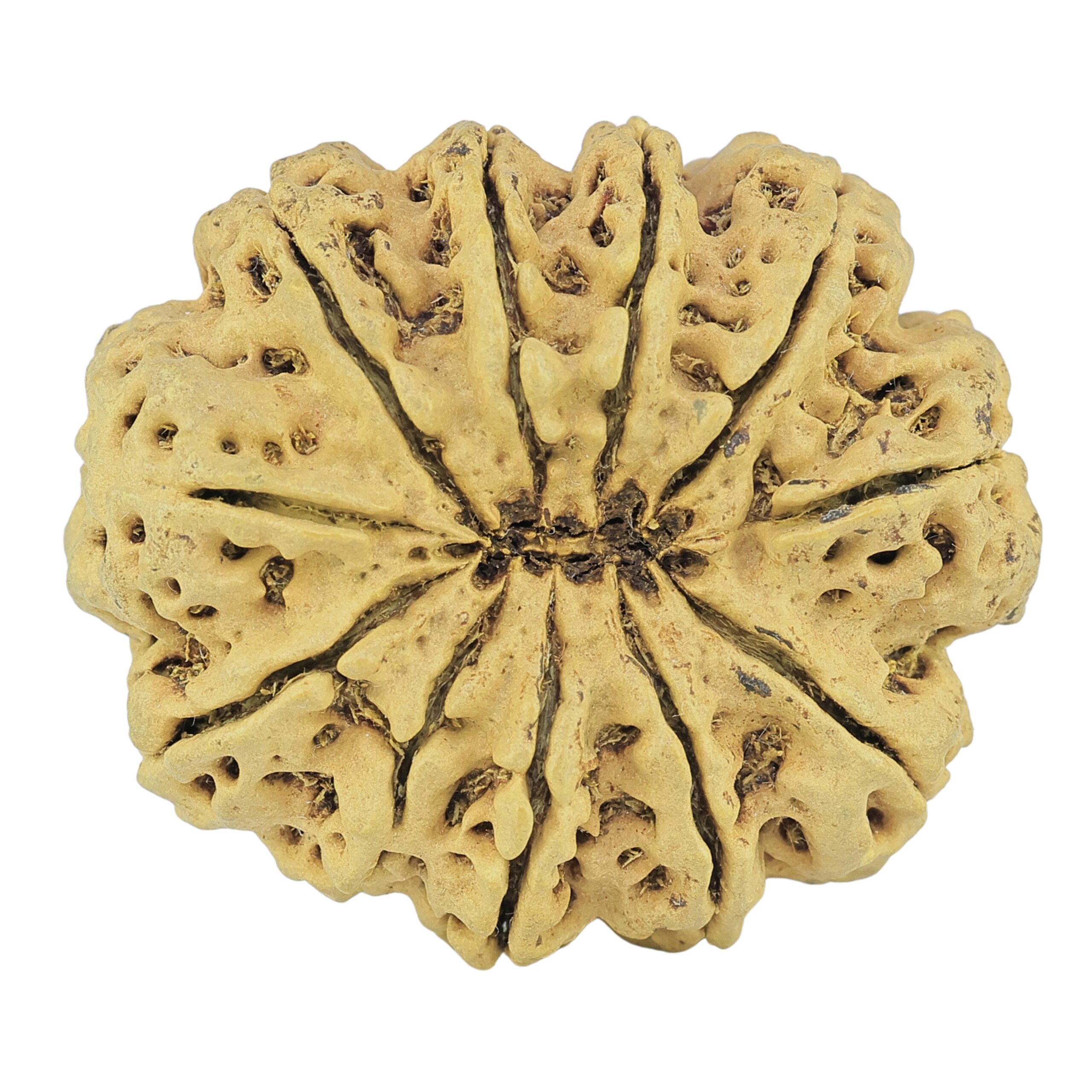 11 Mukhi Rudraksha 35mm 7.32gm - Rudraksha back