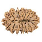 16 Mukhi Rudraksha 38.4mm 8.13gm - Rudraksha back