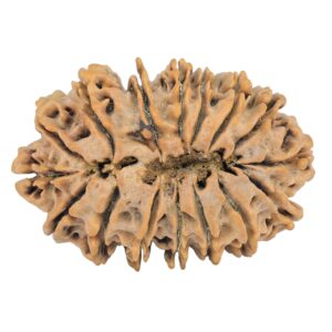 16 Mukhi Rudraksha 38.4mm 8.13gm - Rudraksha back