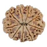 9 Mukhi Rudraksha 27.2mm 5.37gm - Rudraksha back