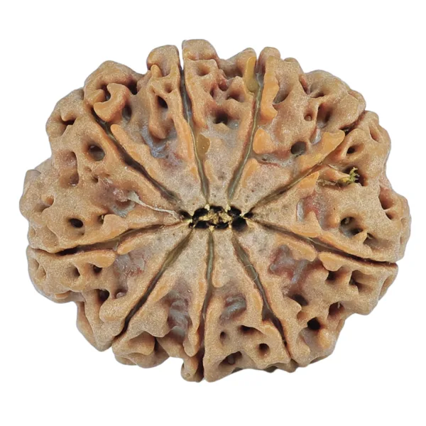 9 Mukhi Rudraksha 27.2mm 5.37gm - Rudraksha back