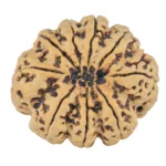 9 Mukhi Rudraksha 31mm 6.35gm - Rudraksha back