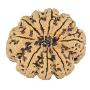 9 Mukhi Rudraksha 31mm 6.35gm - Rudraksha back