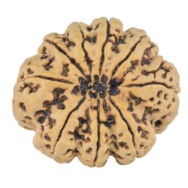 9 Mukhi Rudraksha 31mm 6.35gm - Rudraksha back