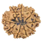 9 Mukhi Rudraksha 26.9mm 4.45gm - Rudraksha back