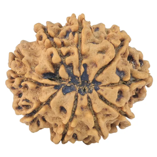 9 Mukhi Rudraksha 26.9mm 4.45gm - Rudraksha back