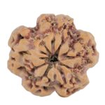 1MK(Underdeveloped) 23.6mm 4.07gm - Rudraksha back