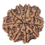9 Mukhi Rudraksha 25.2mm 5.63gm - Rudraksha back